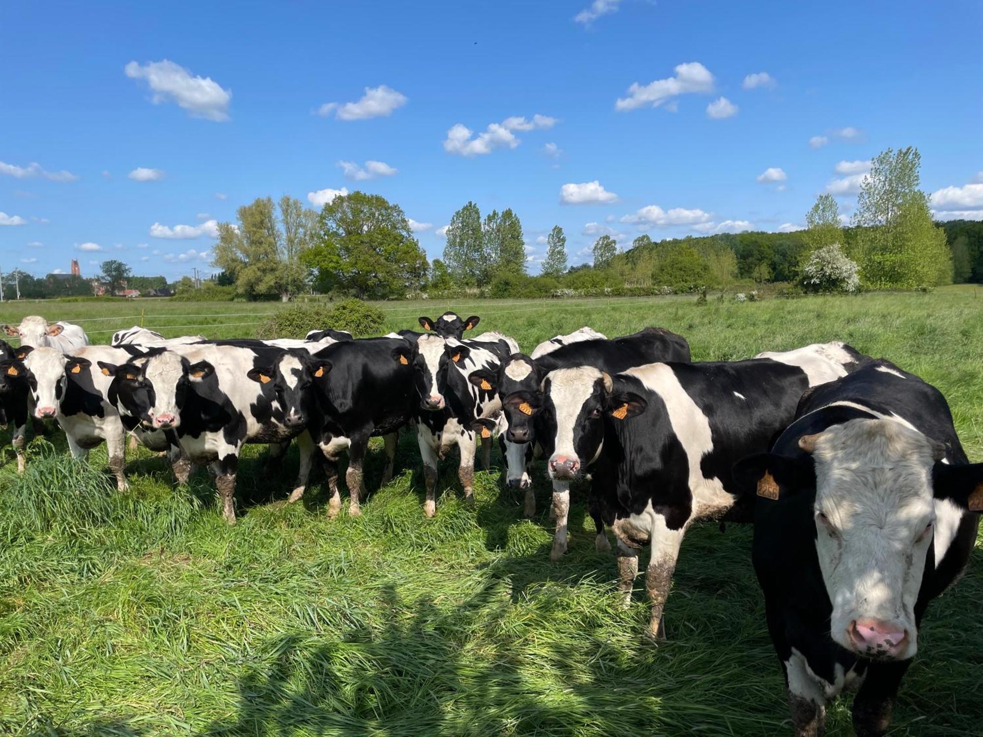 La Ferme Du Paradis Merris Bagian luar foto
